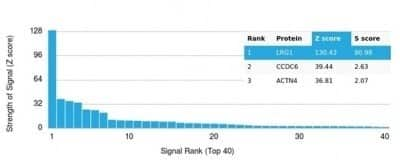 Protein Array: LRG1 Antibody (LRG1/4883) - Azide and BSA Free [NBP3-14263]