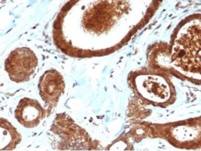 Immunohistochemistry-Paraffin: LRG1 Antibody (LRG1/4883) [NBP3-13852]