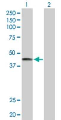 Western Blot: LRG1 Antibody [H00116844-D01P]