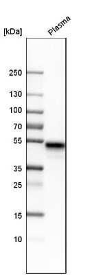 Western Blot: LRG1 Antibody [NBP1-82823]