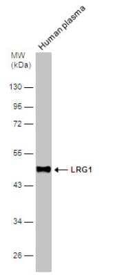 Western Blot: LRG1 Antibody [NBP2-19372]