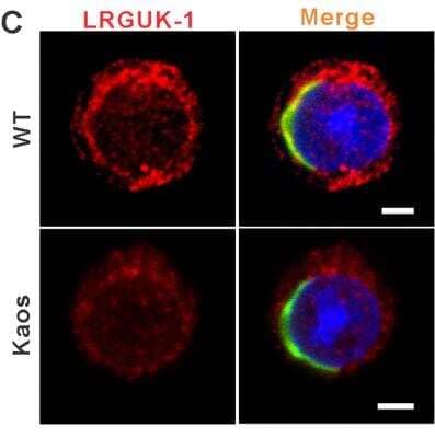 Immunocytochemistry/ Immunofluorescence: LRGUK Antibody [NBP2-17163]