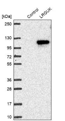 Western Blot: LRGUK Antibody [NBP1-83518]