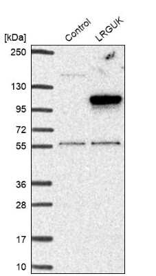 Western Blot: LRGUK Antibody [NBP1-83519]