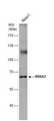 Western Blot: LRH-1/NR5A2 Antibody [NBP1-32489]