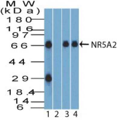 Western Blot: LRH-1/NR5A2 Antibody [NBP2-27196]