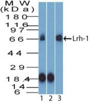 Western Blot: LRH-1/NR5A2 Antibody [NBP2-27204]