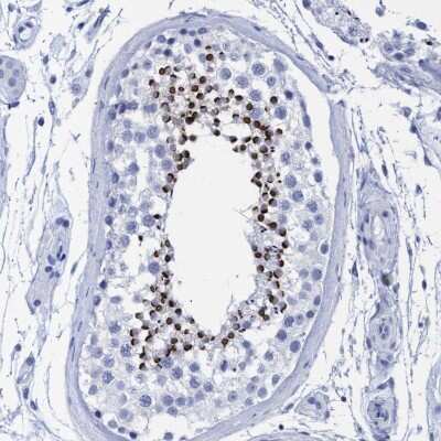 Immunohistochemistry-Paraffin: INSL6 Antibody [NBP1-80834]
