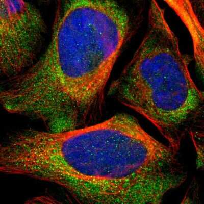 Immunocytochemistry/ Immunofluorescence: LRIG3 Antibody [NBP1-81877]