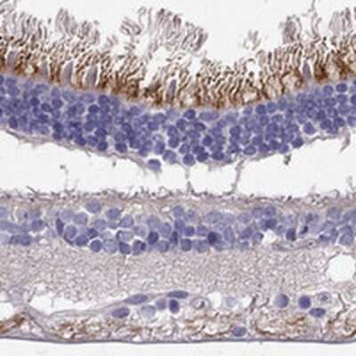 Immunohistochemistry-Paraffin: LRIT2 Antibody [NBP1-90876]