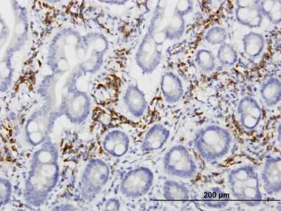 Immunohistochemistry-Paraffin: LRIT3 Antibody (3E7) [H00345193-M09]
