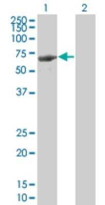 Western Blot: LRIT3 Antibody (3E7) [H00345193-M09]