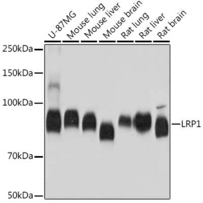 Western Blot: LRP-1 Antibody (4O3Y8) [NBP3-15289]