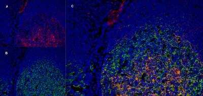 Immunofluorescence: LRP-1 Antibody (A2Mr alpha-2) - BSA Free [NB100-64808]