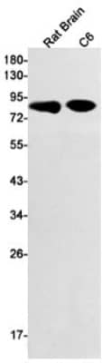 Western Blot: LRP-1 Antibody (S09-4E8) [NBP3-19934]