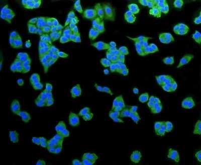 Immunocytochemistry/ Immunofluorescence: LRP-1 Antibody (SA0290) [NBP2-67286]