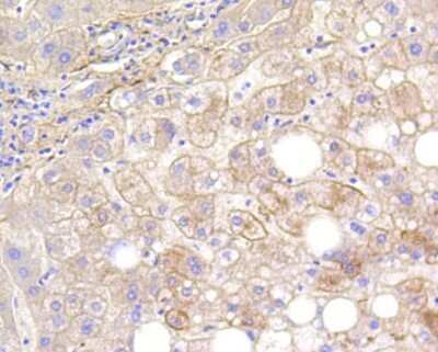 Immunohistochemistry-Paraffin: LRP-1 Antibody (SA0290) [NBP2-67286]