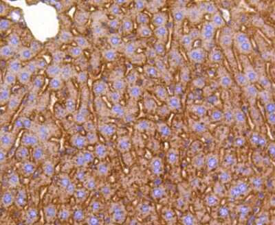 Immunohistochemistry-Paraffin: LRP-1 Antibody (SA0290) [NBP2-67286]