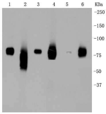 Western Blot: LRP-1 Antibody (SA0290) [NBP2-67286]