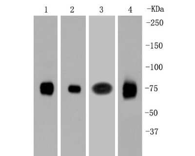 Western Blot: LRP-1 Antibody (SA0290) [NBP2-67286]