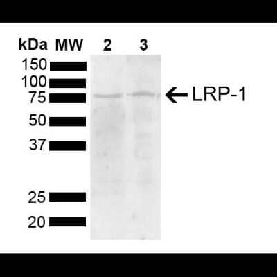 Western Blot: LRP-1 Antibody [NBP2-62753]