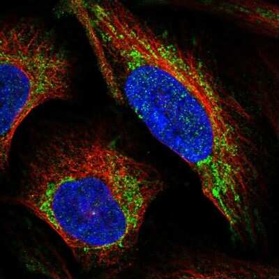 Immunocytochemistry/ Immunofluorescence: LRP-11 Antibody [NBP2-56618]