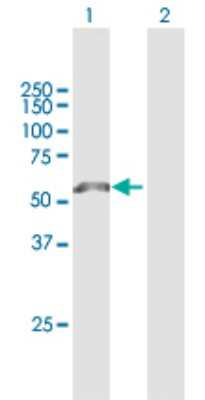 Western Blot: LRP-11 Antibody [H00084918-B01P]