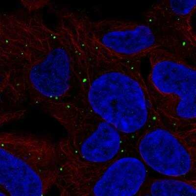 Immunocytochemistry/ Immunofluorescence: LRP-1B Antibody [NBP2-76566]