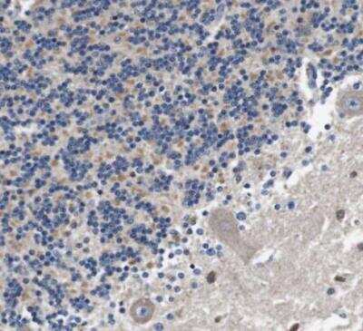 Immunohistochemistry-Paraffin: LRP-4 Antibody [NBP1-81241]