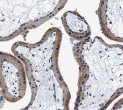 Immunohistochemistry-Paraffin: LRP-4 Antibody [NBP1-81241]