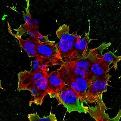 Immunocytochemistry/ Immunofluorescence: LRP-4 Antibody (S207-27) [NBP2-22416]