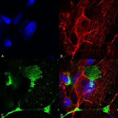 Immunocytochemistry/ Immunofluorescence: LRP-4 Antibody (S207-27) [NBP2-22416]