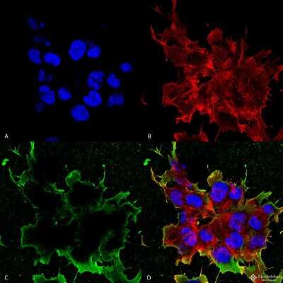Immunocytochemistry/ Immunofluorescence: LRP-4 Antibody (S207-27) [NBP2-22416]