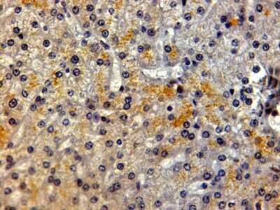 Immunohistochemistry-Paraffin: LRP-5 Antibody [NB100-1886]