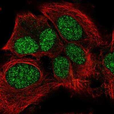 Immunocytochemistry/ Immunofluorescence: LRP10 Antibody [NBP1-84159]