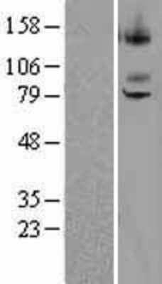 Western Blot: ST7/LRP12 Overexpression Lysate [NBP2-04340]