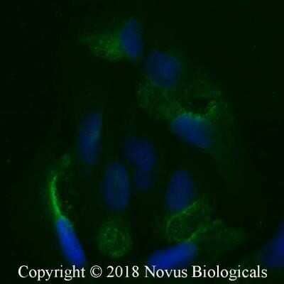 Immunocytochemistry/ Immunofluorescence: LRP2 Antibody (CD7D5) - Azide and BSA Free [NBP2-80836]