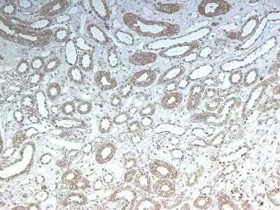 Immunohistochemistry-Paraffin: LRP2 Antibody (CD7D5) - Azide and BSA Free [NBP2-80836]