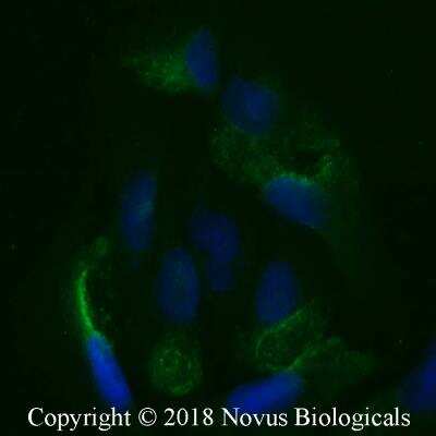 Immunocytochemistry/ Immunofluorescence: LRP2 Antibody (CD7D5) - Azide and BSA Free [NB110-96417]