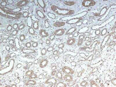 Immunohistochemistry-Paraffin: LRP2 Antibody (CD7D5) - Azide and BSA Free [NB110-96417]