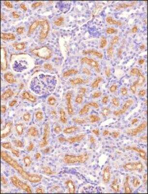Immunohistochemistry-Paraffin: LRP2 Antibody (CD7D5) - Azide and BSA Free [NB110-96417]