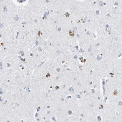 Immunohistochemistry-Paraffin: LRP2 Antibody [NBP1-85292]