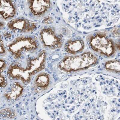 Immunohistochemistry-Paraffin: LRP2 Antibody [NBP1-85292]