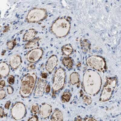 Immunohistochemistry-Paraffin: LRP2 Antibody [NBP1-85292]