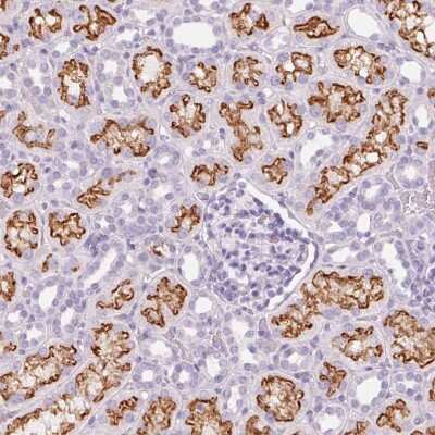 Immunohistochemistry-Paraffin: LRP2 Antibody [NBP2-39033]