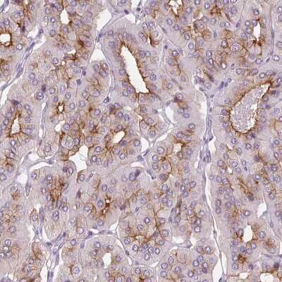 Immunohistochemistry-Paraffin: LRP2 Antibody [NBP2-39033]