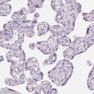 Immunohistochemistry-Paraffin: LRP2 Antibody [NBP2-39033]