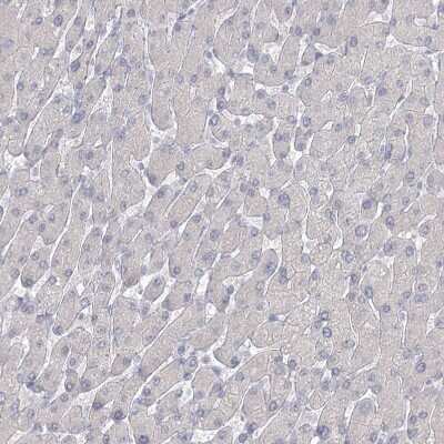 Immunohistochemistry-Paraffin: LRP2BP Antibody [NBP1-84097]