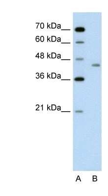 Western Blot: LRP2BP Antibody [NBP1-70620]