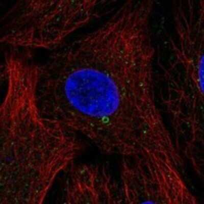 Immunocytochemistry/ Immunofluorescence: LRP3 Antibody [NBP3-17512]